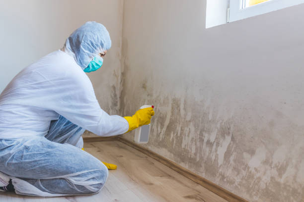 Licensed Commercial Mold Remediation service in Lincoln, IL - 24 Hour Mold Removal